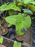 Colocasia Esculenta 'Mojito' | Oreilles d’éléphant