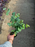 Eucalyptus Cinerea 'Silver Dollar' (en pot)