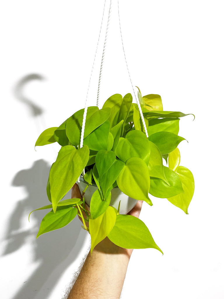 philodendron cordatum lime Philodendron Cordatum 'Lemon Lime' – Végétal Design Qc