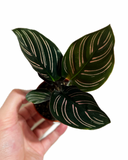 Calathea Ornata 'Pinstripe'