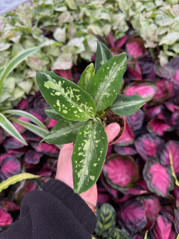Aglaonema Pictum 'Bicolor'