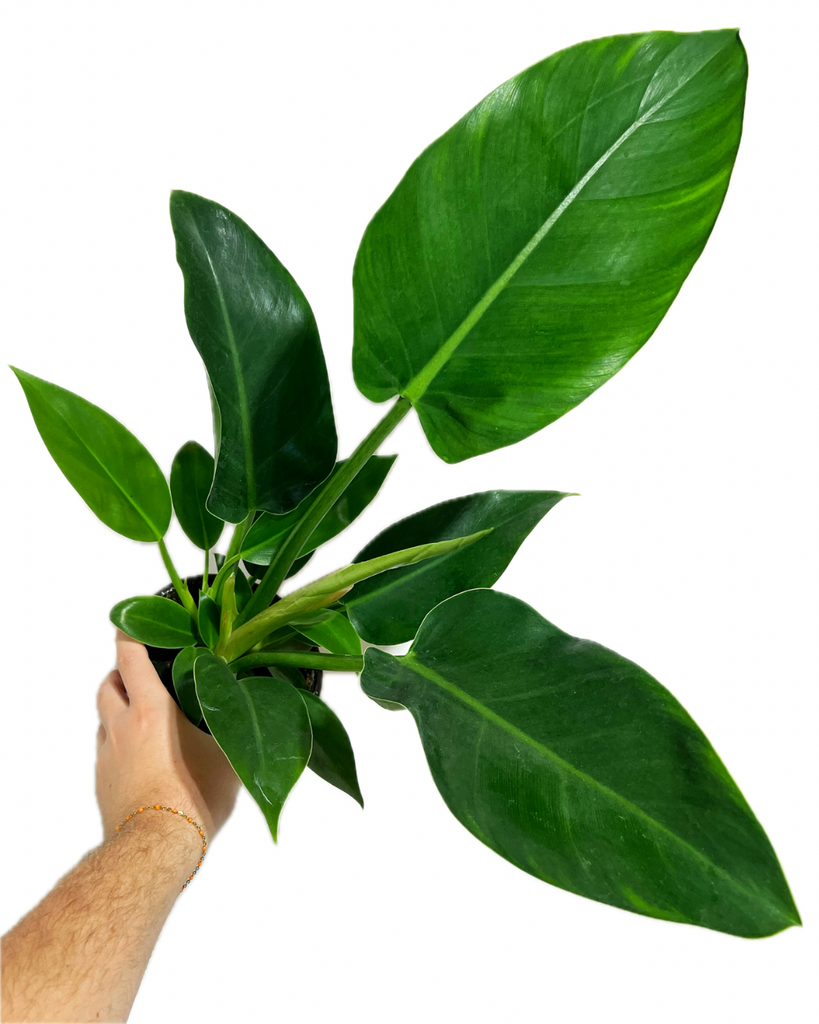 thai congo philodendron Philodendron Thai Congo 'Green'