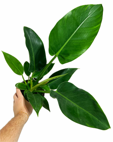 philodendron thai congo Philodendron Thai Congo 'Green'