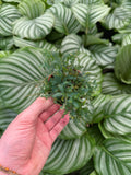 Selaginella Uncinata | Peacock Moss