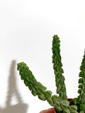 Peperomia Columella | Peperomia 'Columnar '