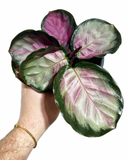 Calathea Roseopicta 'Rosy'