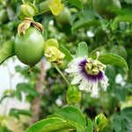 Passiflore Edulis (Comestible) | Fruit de la Passion