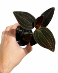 Ludisia Discolor | Jewel Orchid