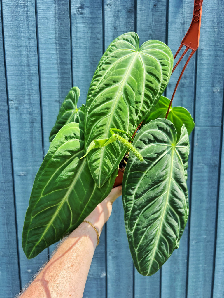anthurium look alikes Anthurium Villenaorum
