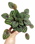 Peperomia 'Piccolo Banda'