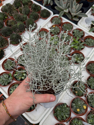 Calocephalus 'Brownii' | Silver Bush