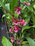 Oncidium Sharry Baby 'Red Fantasy' | Dancing Lady Orchids