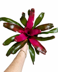 Bromelia Neoregelia 'Magali'