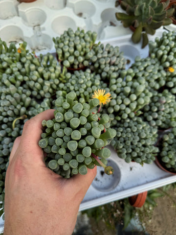 Fenestraria Aurantiaca 'Baby Toes'