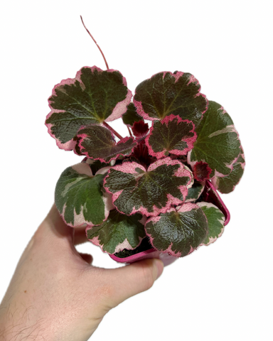 Begonia 'Strawberry' Variegata | Saxifraga Stolonifera