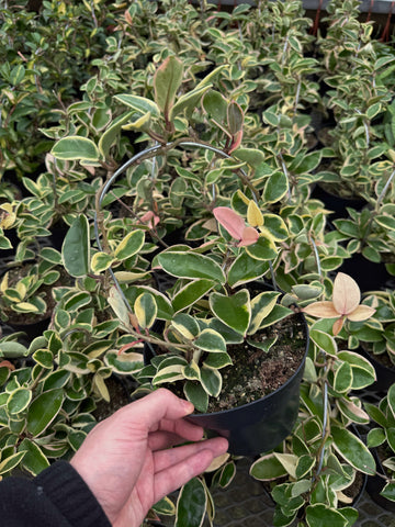 Hoya Carnosa 'Krimson Queen' | wax plant