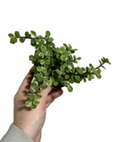 Portulacaria afra Variegata 'Elephant Bush'