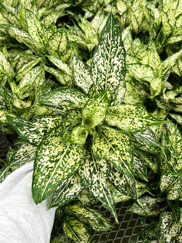 white aglaonema Aglaonema 'White Dalmatian' – Végétal Design Qc