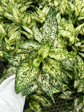 Aglaonema 'White Dalmatian'