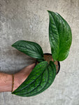 Monstera Karstenium 'Peru'