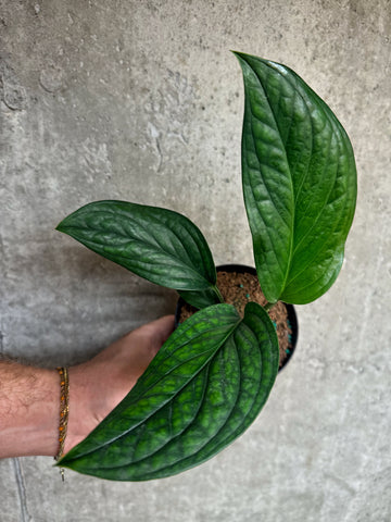 Monstera Karstenium 'Peru'