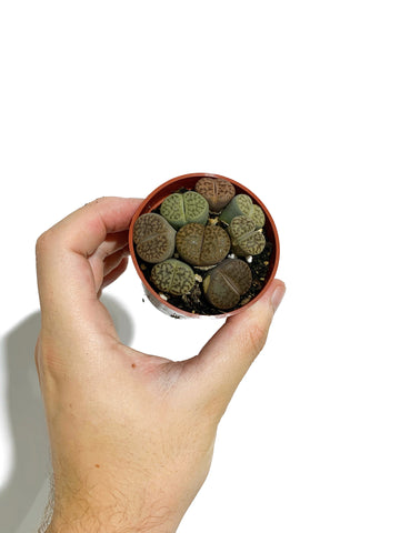 Lithops | Plante Caillou