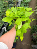 Epipremnum aureum 'Neon' | Pothos 'Néon'