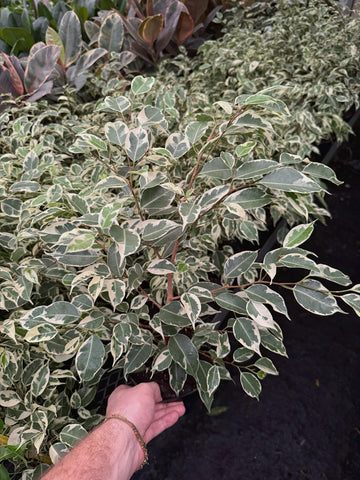 Ficus Benjamina Variegata