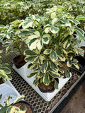 Schefflera Arboricola 'Ivory'