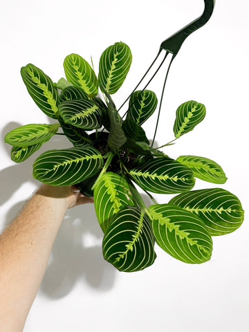 prayer plant arrowroot Maranta Leuconeura 'Lemon Lime' | Arrowroot