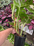 Monstera Deliciosa 'Albo'