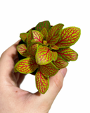 Fittonia 'Skeleton'