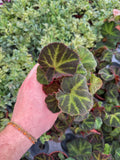 Begonia Rex 'Soli-Mutata' | Bégonia