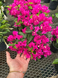 Bougainvillier 'Violet'