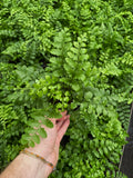 Asplenium 'Austral Gem'