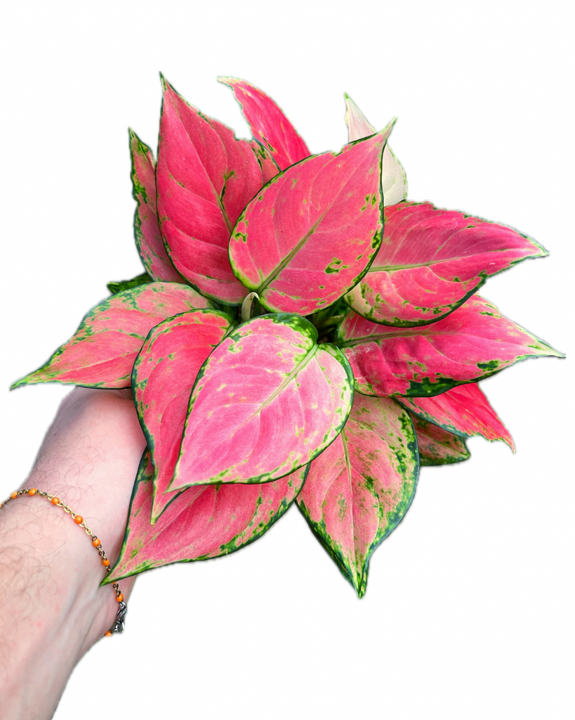 aglaonema 'pink star' Aglaonema 'Pink Star' – Végétal Design Qc