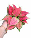 Aglaonema 'Pink Star'