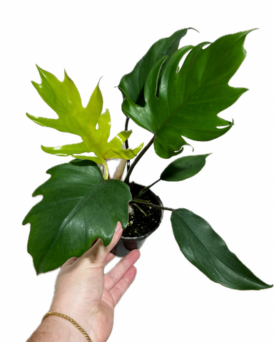 Philodendron 'Mayoi'