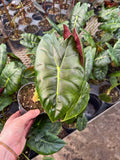 Alocasia 'Golden Bone'