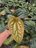 Anthurium Radicans x Luxurians