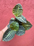 Geogenanthus Poeppigii | Seersucker Plant