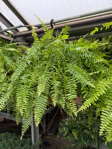 Fougère de Boston | Nephrolepis Exaltata
