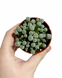 Fenestraria Aurantiaca 'Baby Toes'