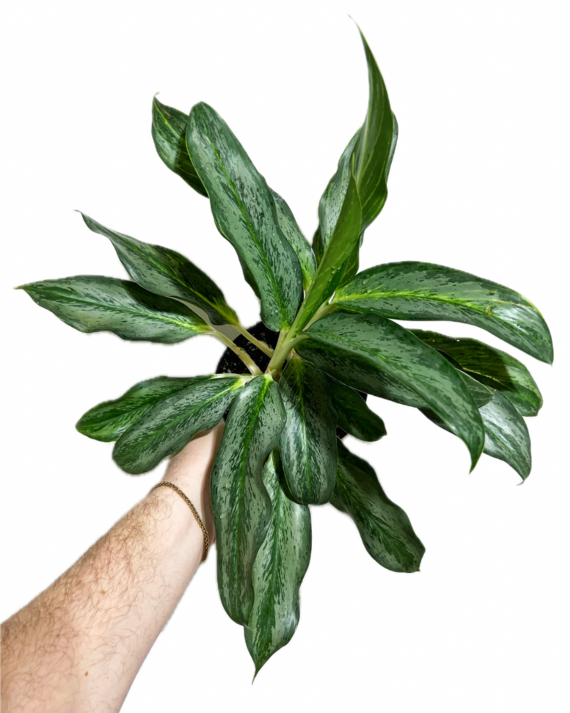 aglaonema white rain Aglaonema 'White Rain'