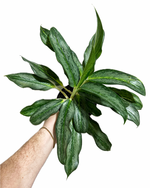 Aglaonema 'White Rain' – Végétal Design Qc