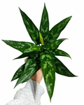 Aglaonema 'Tigress'