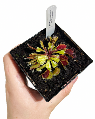 Dionaea Muscipula 'Giant Flexx'