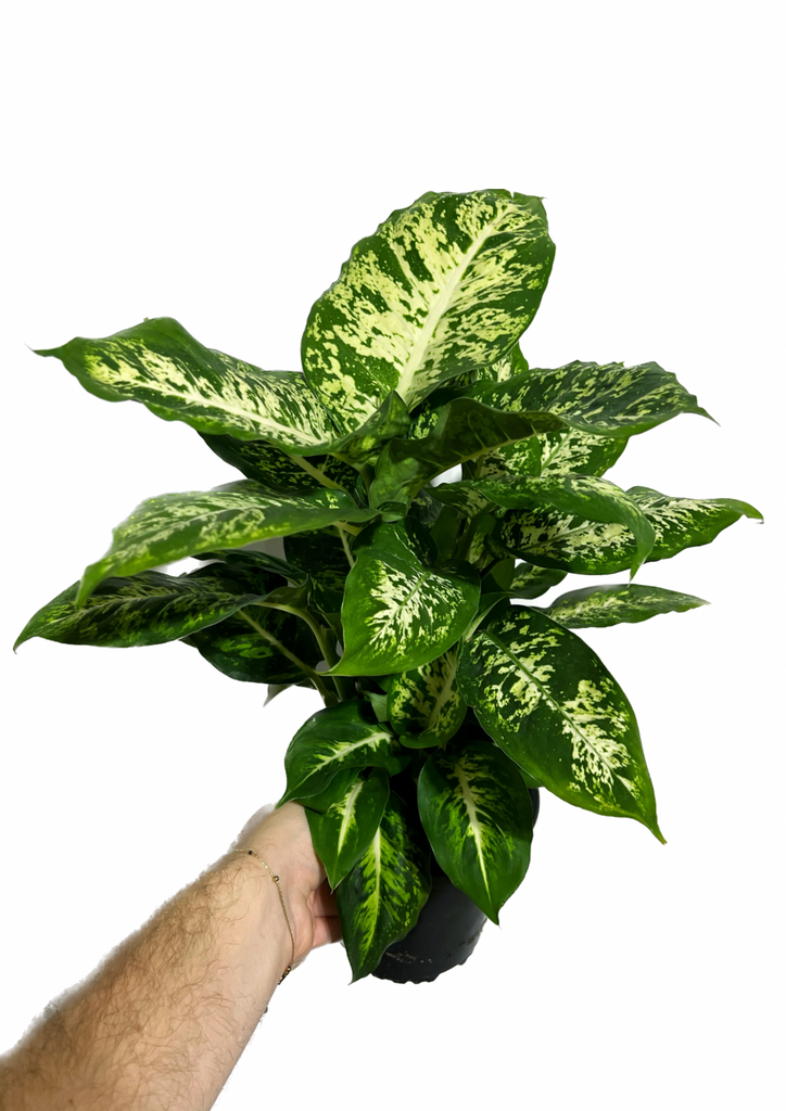 dieffenbachia amy plant Dieffenbachia 'Amy' – Végétal Design Qc