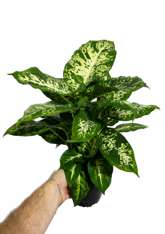 amy dieffenbachia plant care Dieffenbachia 'Amy' – Végétal Design Qc