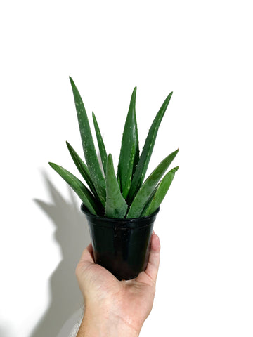 Aloe Vera 'Barbadensis' | Aloes